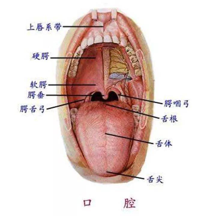 喉和气管的分界线图片图片