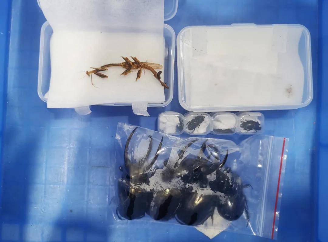 擒拿"暴君"_拱北海关_甲虫_标本