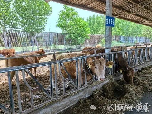 长城观察丨肉牛价格持续下跌 养殖户危中求机
