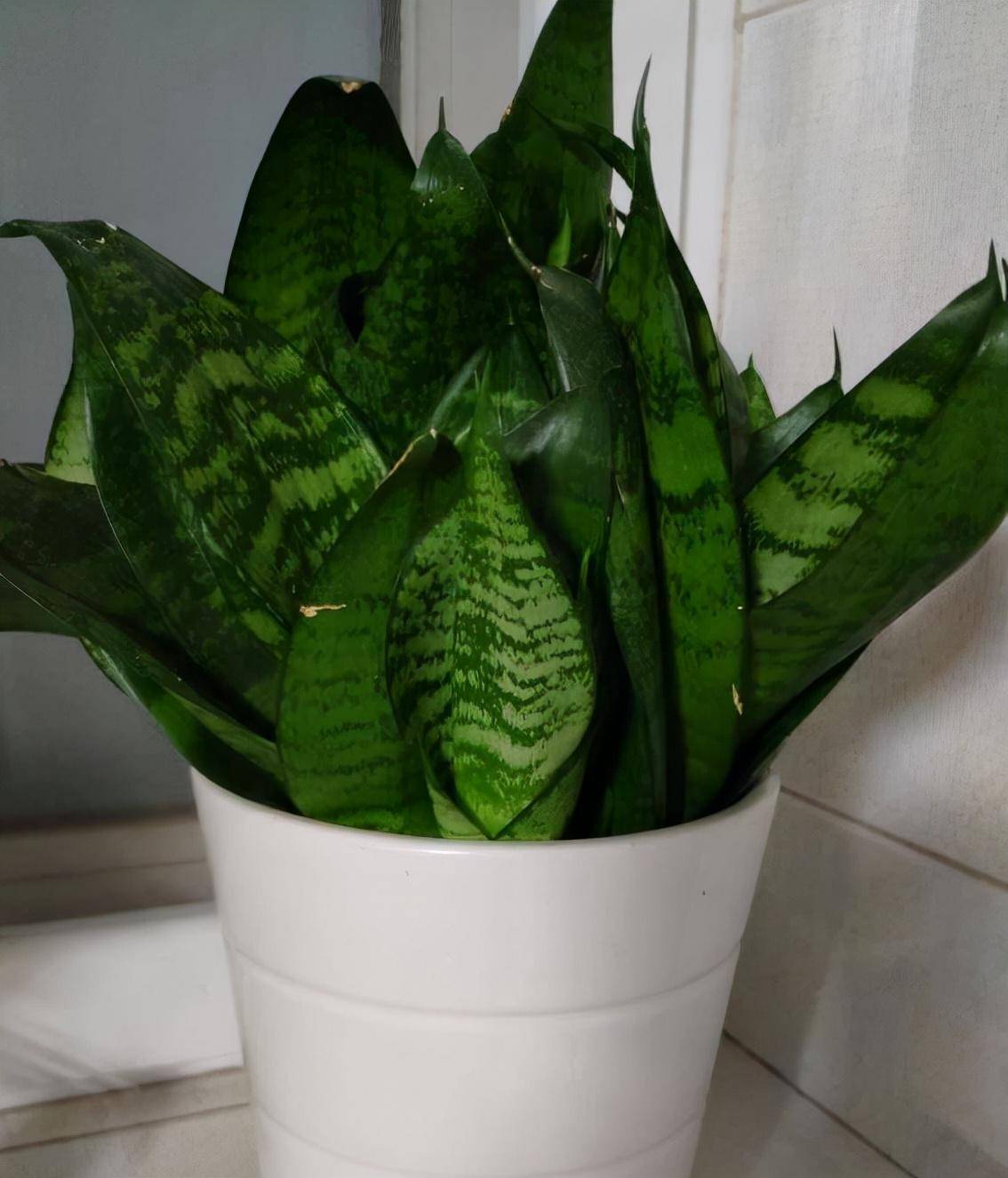 虎皮兰长势慢?3点来改善,叶子高大厚实翠绿,小崽儿更多