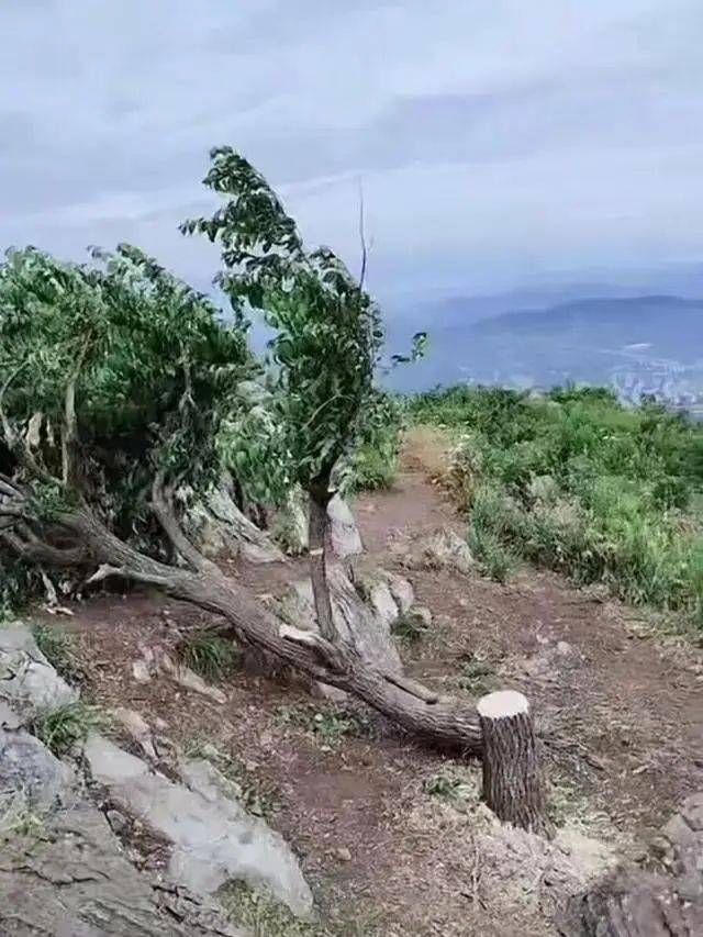网红树 涉事人已找到 湖北襄阳60余年 当地回应 被砍