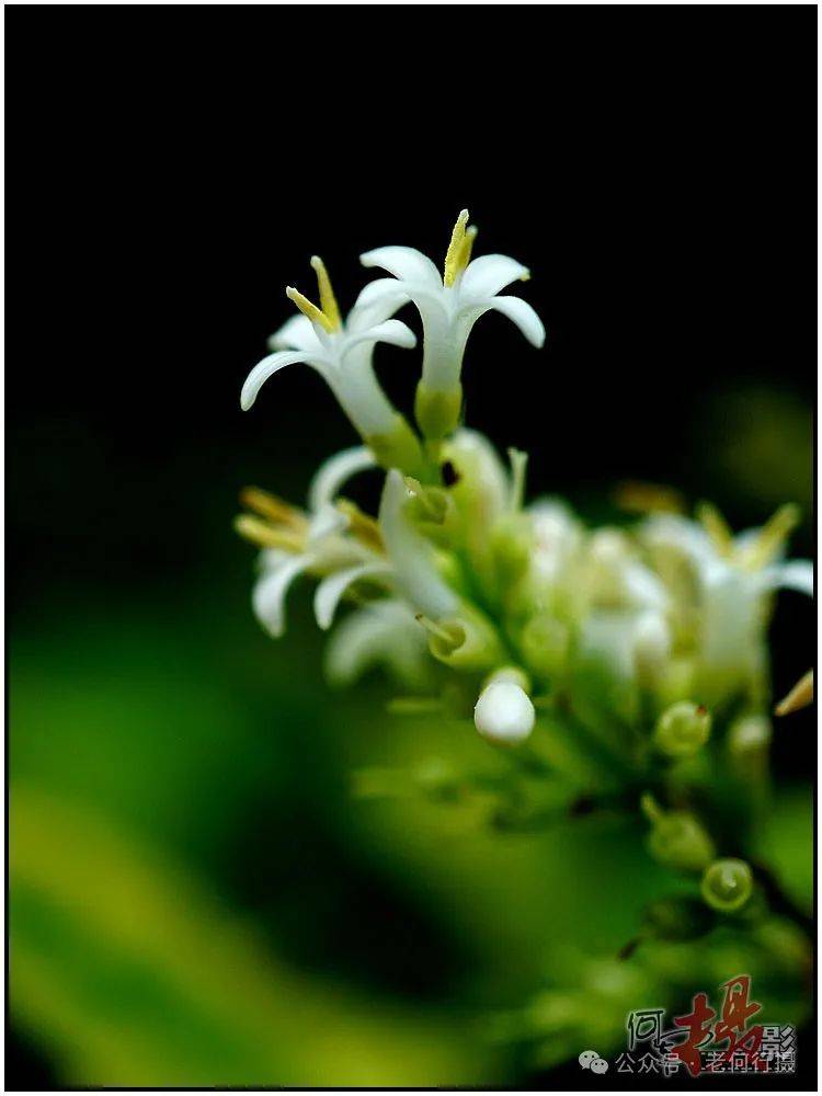 【图集】因传说而得名的女贞