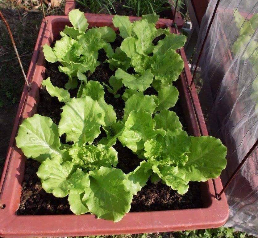 秋天阳台种生菜的"方法",一学就会,长势又快又旺