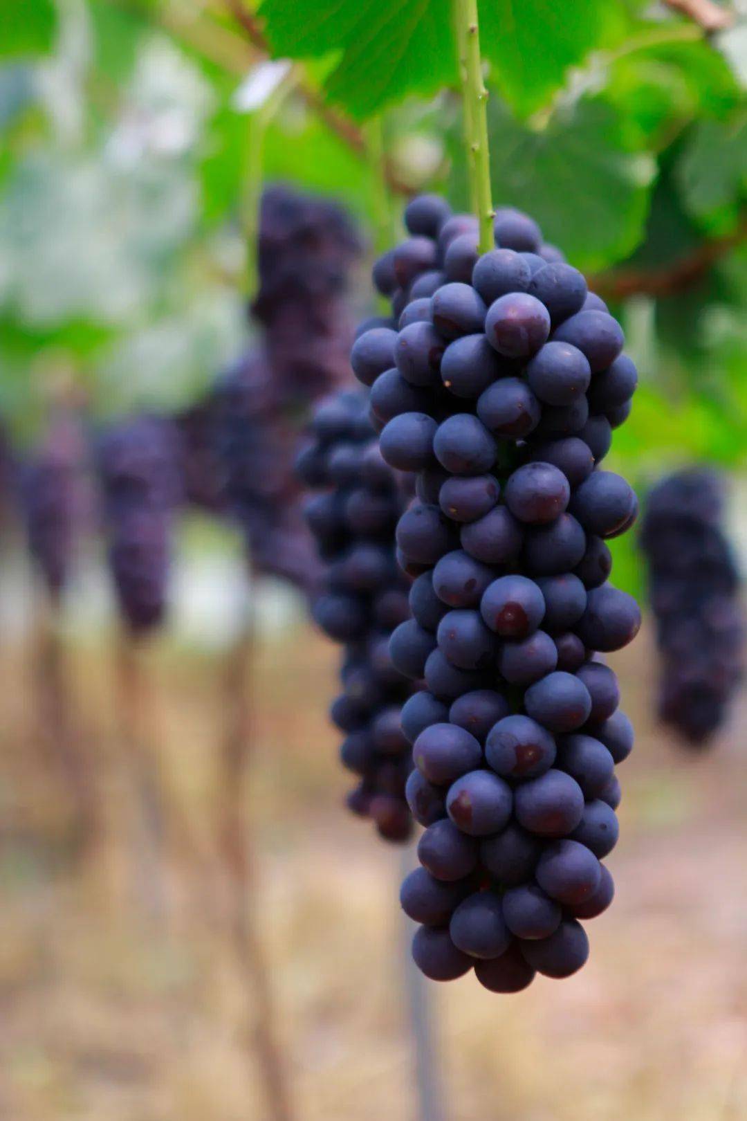 高甜预警!简阳这里的夏黑葡萄熟啦