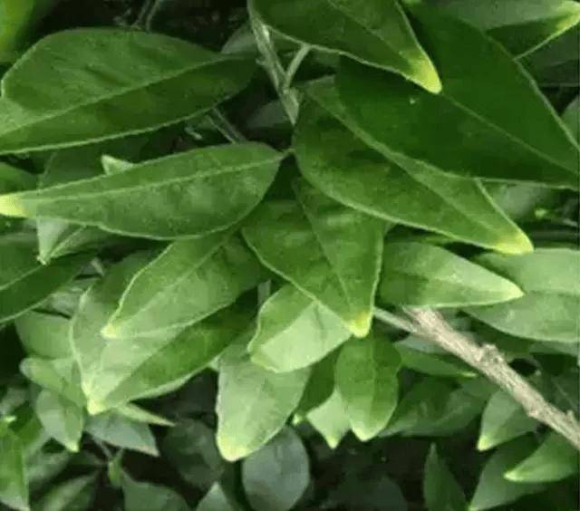 作物缺素症状诊断表!一秒速查!收藏!