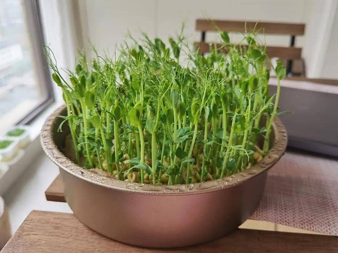 冬季阳台种菜,可种"一盆它",长势旺,收获快,新鲜油绿又好吃_种植_豌豆