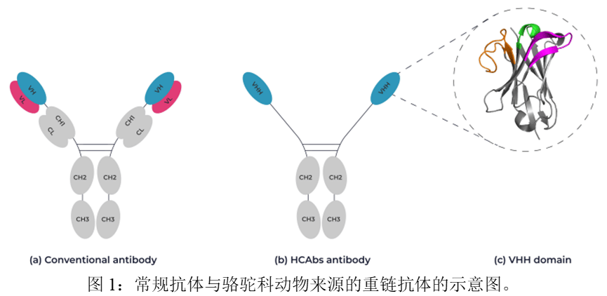 利用机器学习解决设计VHH双特异性抗体的应用和挑战_可变_稳定性_结构