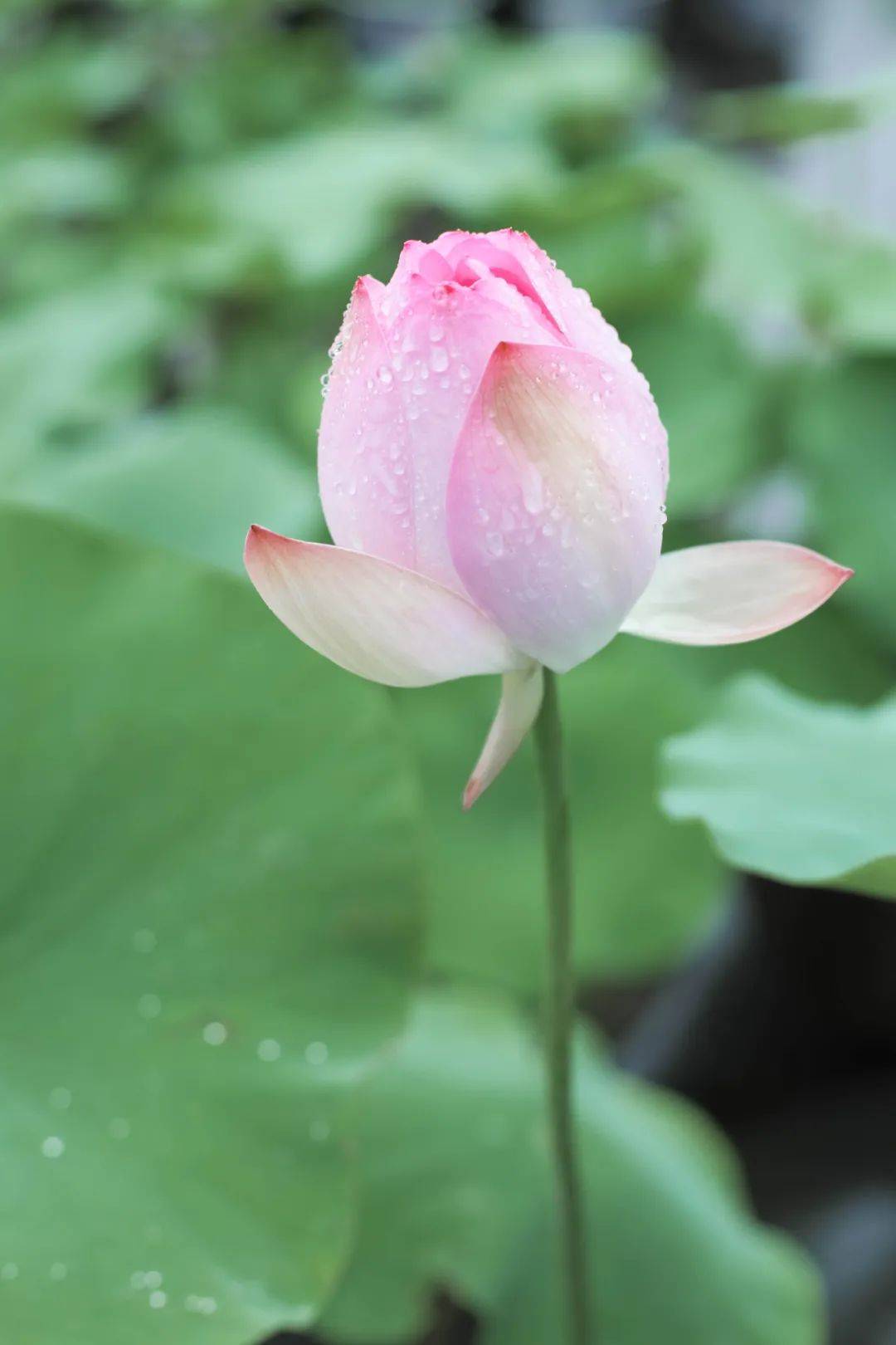 重庆中心城区细雨蒙蒙 荷花娇盈莲叶碧绿