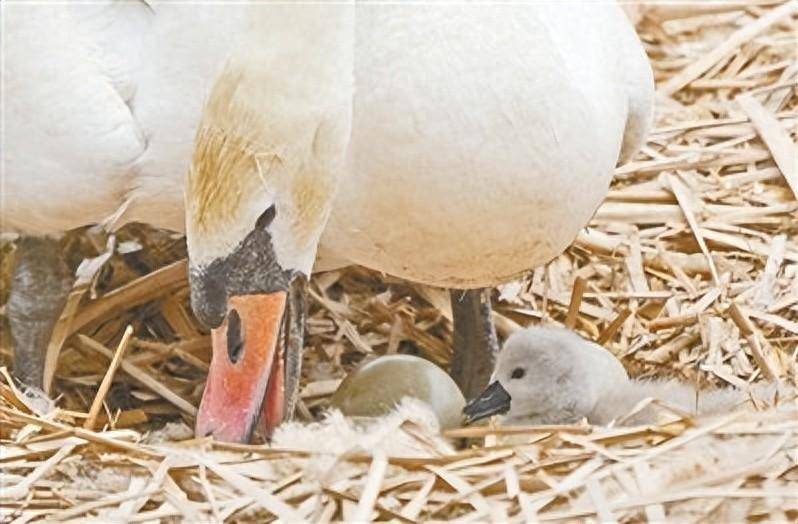 宝上线! 郑州北龙湖又添"天鹅"小宝贝