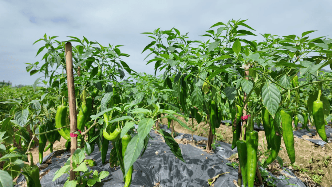 产销两旺!胡坑村200亩青椒采摘忙