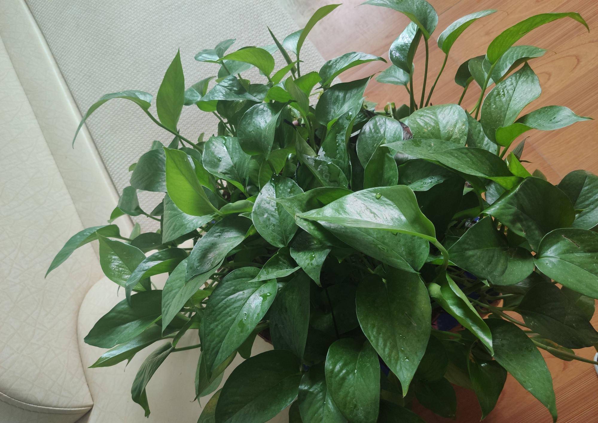 室内光照不足,就养4种耐阴绿植,枝叶翠绿茂盛,有精神有活力