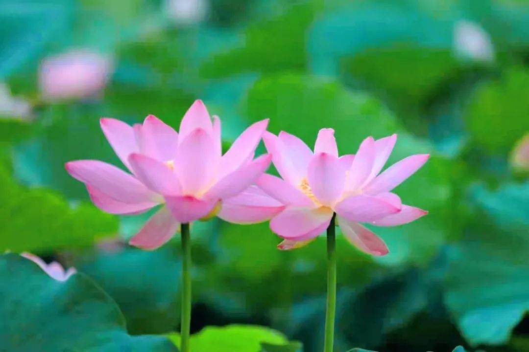 金湖荷花荡:no!no!no!今年和往年不一样哦~_赏荷_文化_景区