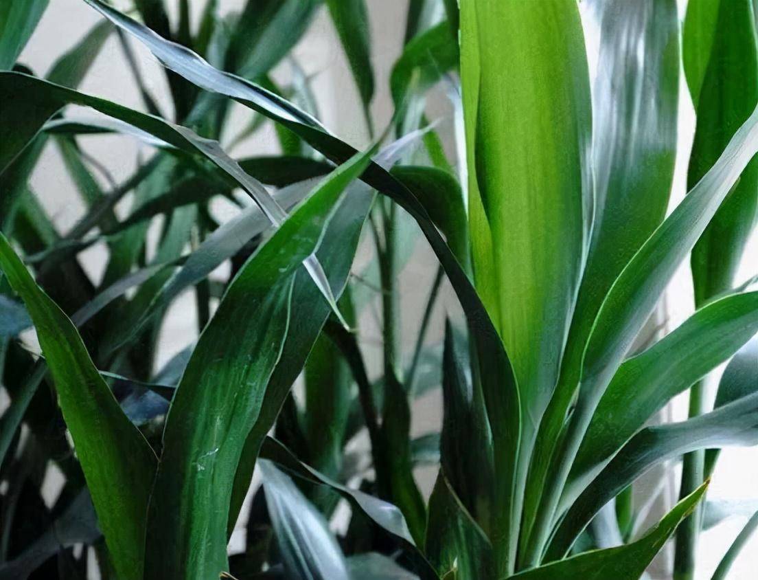 但是其实有几种绿植非常耐阴,真的是阴生植物,它在弱光的情况下比在