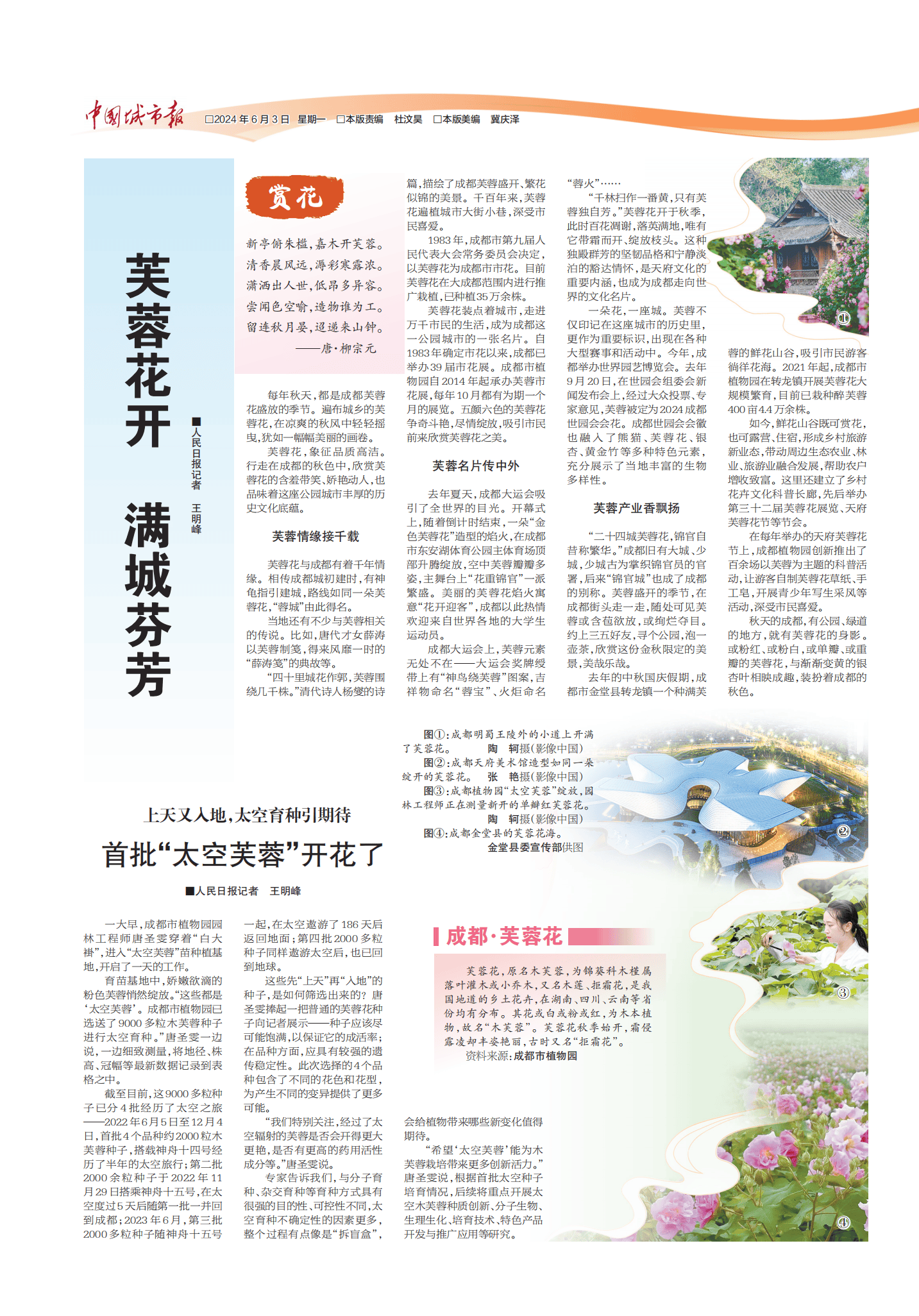 芙蓉花开 满城芬芳