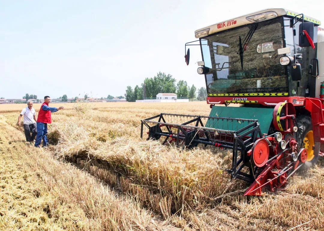 博爱县麦收渐入高潮 优服务确保农机具"健康上岗"_作业_收割机_小麦