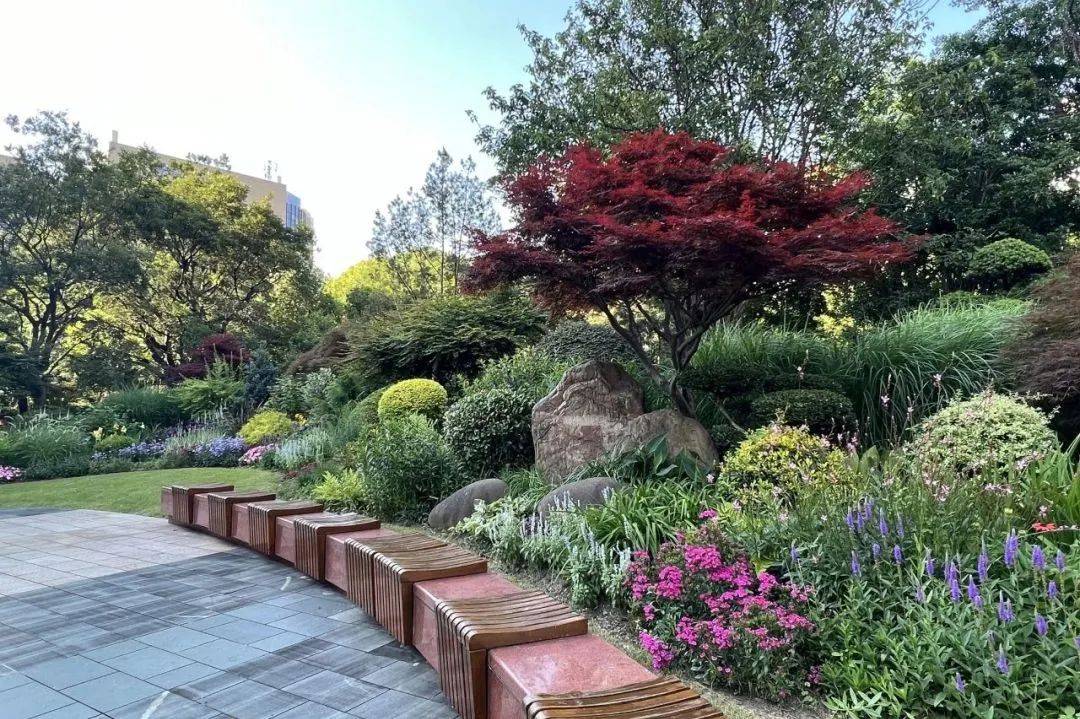 川北公园花坛,花境也换上了新装~在川北公园的建设中,保留原有公园