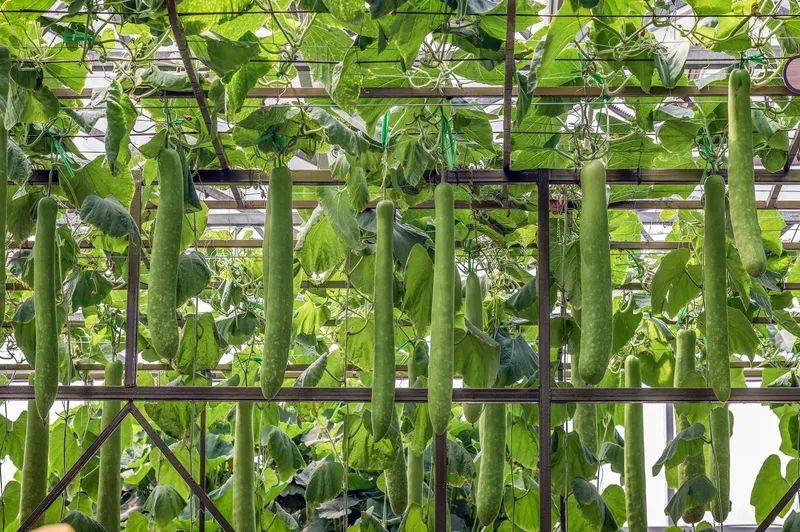 这种"苦"瓜别吃,父女俩吃完上吐下泻!夏天深圳人餐桌常见