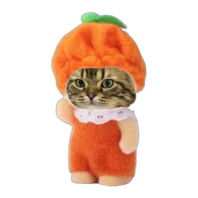 有点可爱的猫猫白底头像