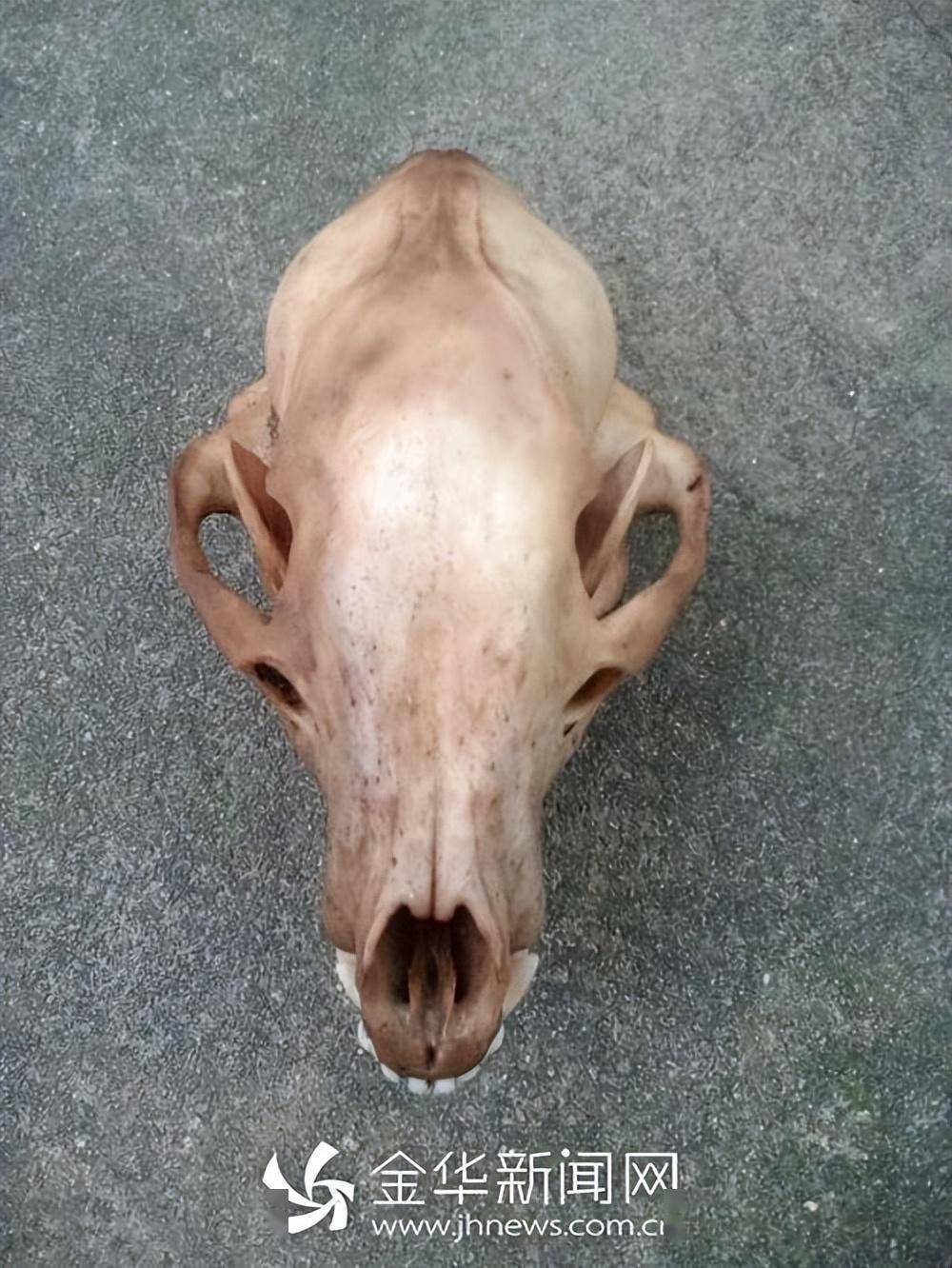 体重40斤却能捕食300斤野猪,还敢叼走孩子