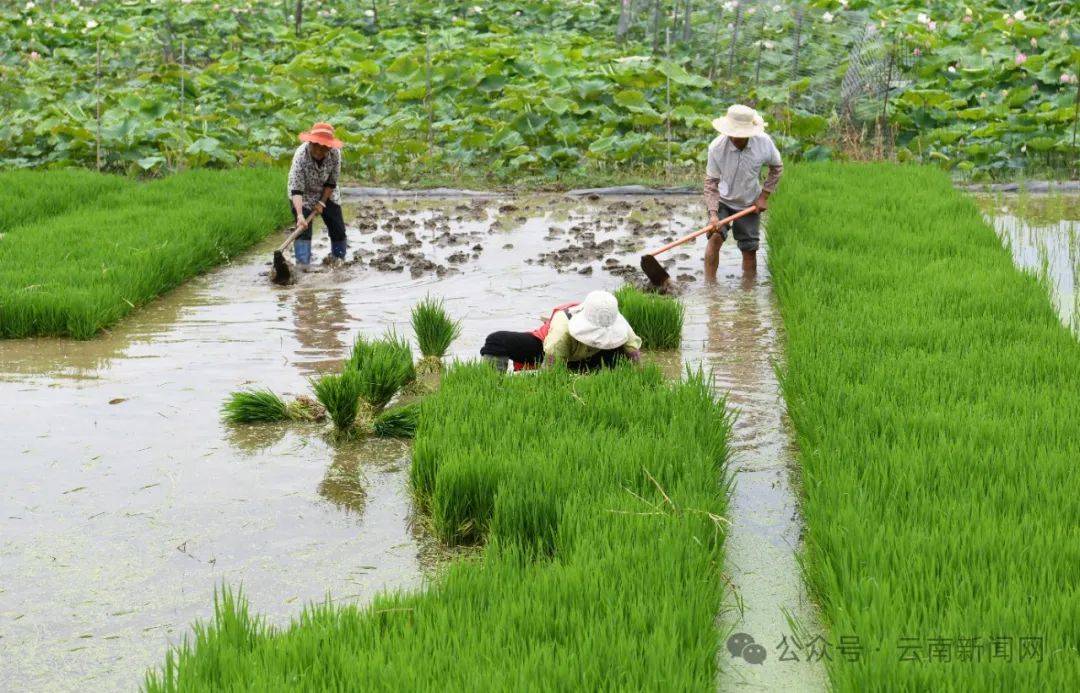 【行摄云南】"滇西米粮仓"三川栽秧忙