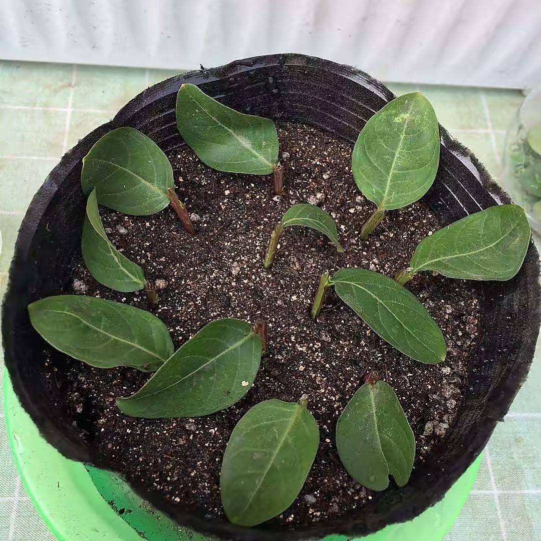 院子露台养一棵它,耐热耐晒,夏季开花红艳艳,一个夏天开不停