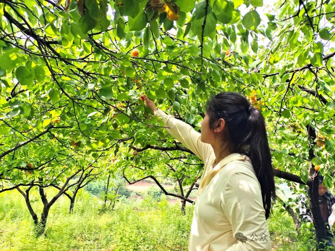 "金"果飘香 "杏"福采摘