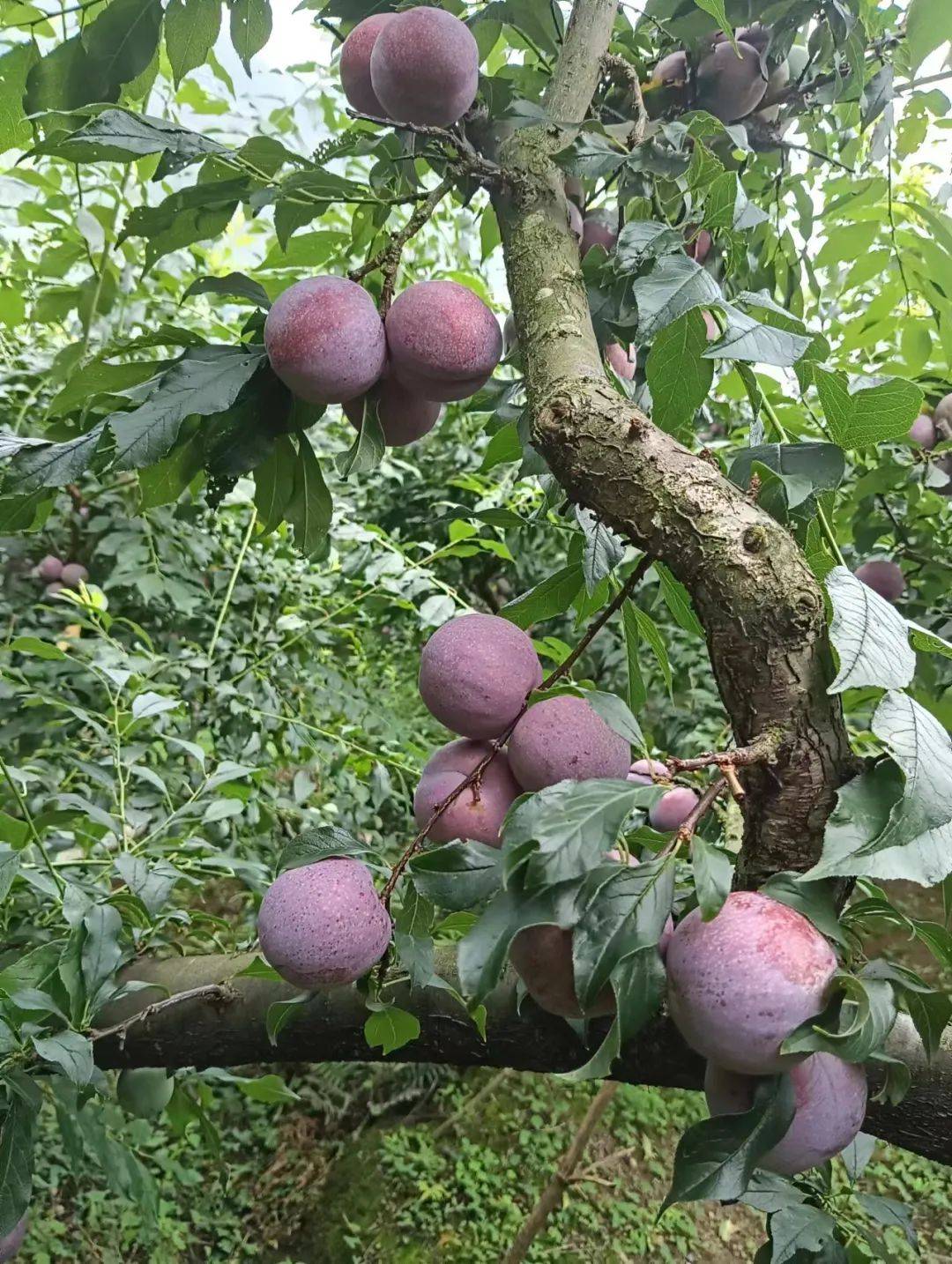信宜钱排三华李到了甜脆多汁好食时期!错过又要等一年
