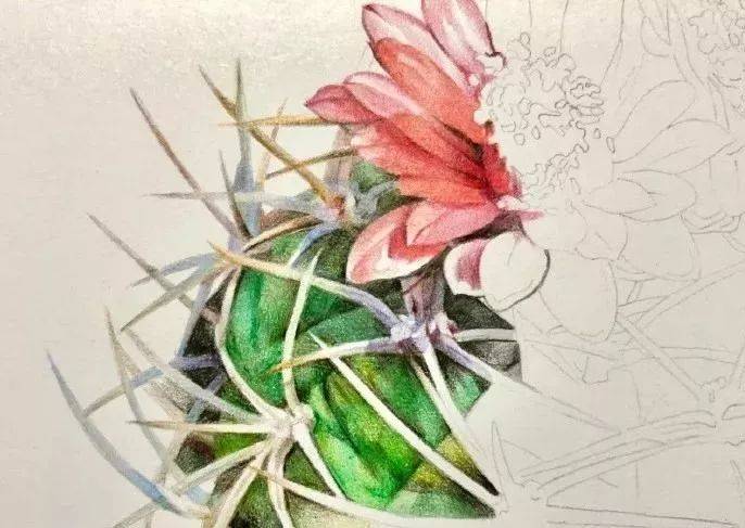 如何画好一盆彩铅仙人球!