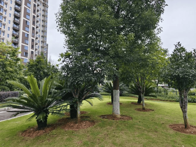 小游园大变化,装满群众幸福感_景观_管理_病虫害