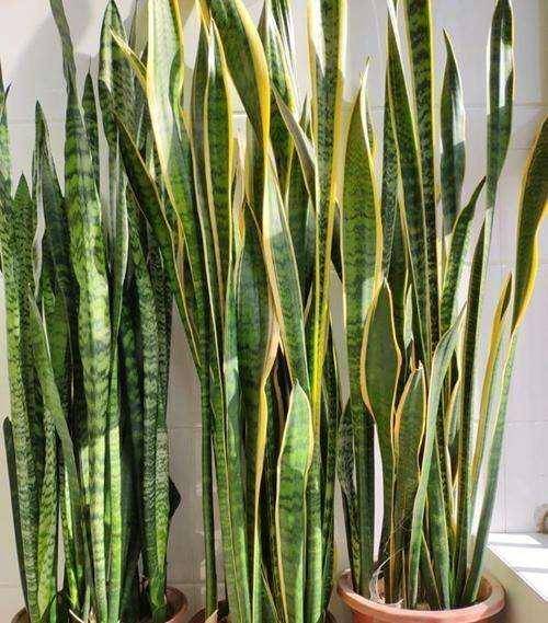 虎皮兰能晒太阳吗?有时不能晒,有时要多晒,叶肥新芽多,长爆盆