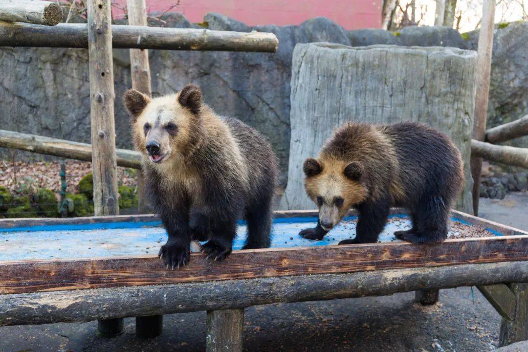 今天游览昭和新山,熊牧场看可爱逗趣的大熊与幼熊