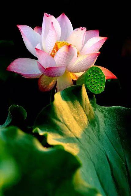 工笔素材:一组美丽的荷花!