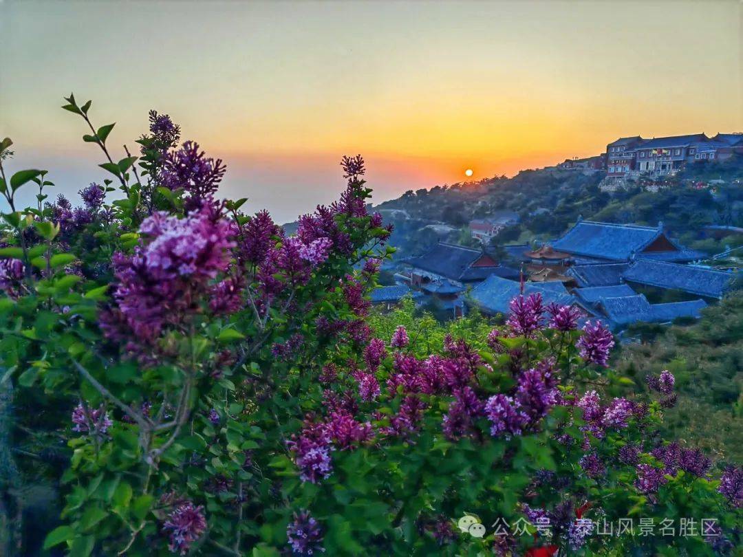 【山水暑期自组】7月12-14日泰山,三孔,岱庙纯玩3日游1298元/人