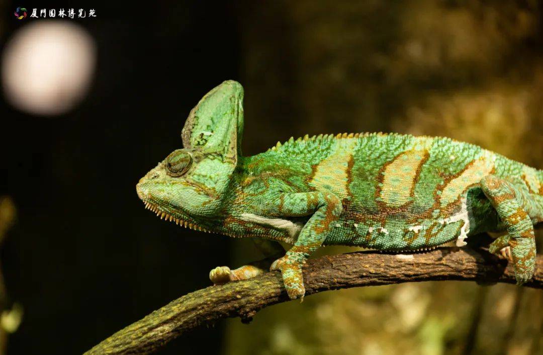 厦门这里的宝藏玩法,"多雨模式"也能玩_湿地_地球_科普