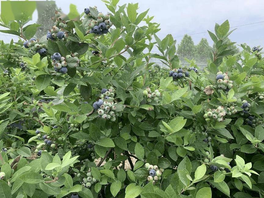 怀宁蓝莓,从田间到舌尖的自然美味