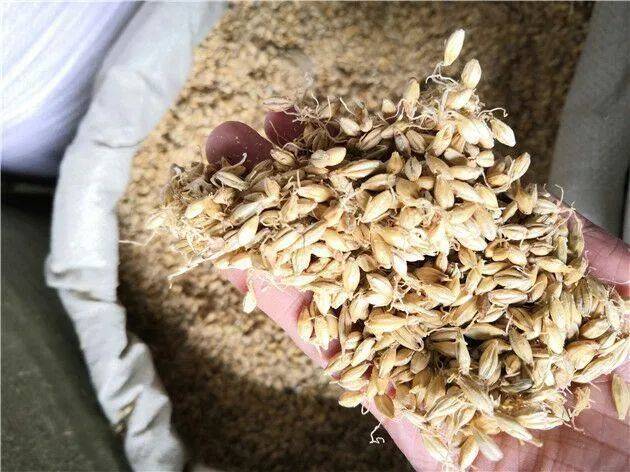 麦芽_脾胃_患者