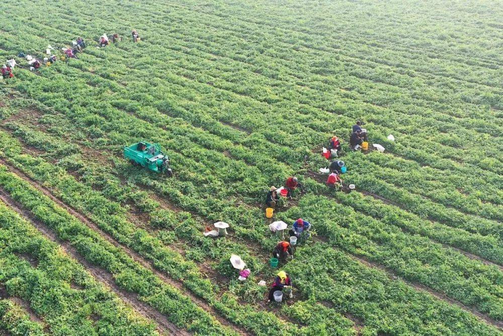 山东高密:"种""产"农业全链条增值新路径_小麦_育种_产业
