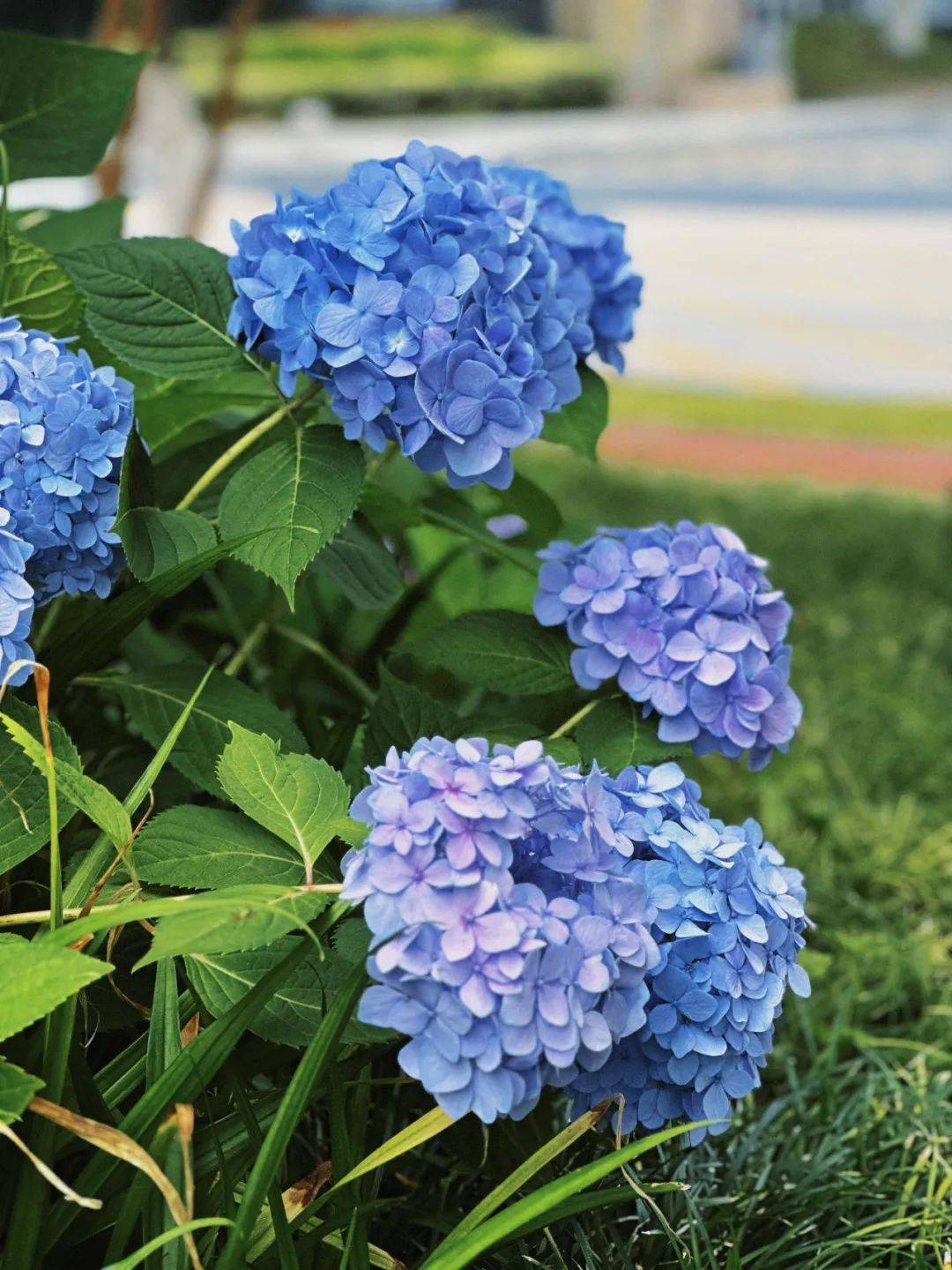 秀洲这里的绣球花盛放!快来打卡