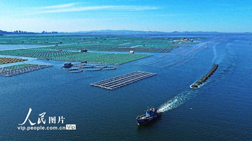 山东荣成：浅海立体养殖效益增_贝类_生态_海带