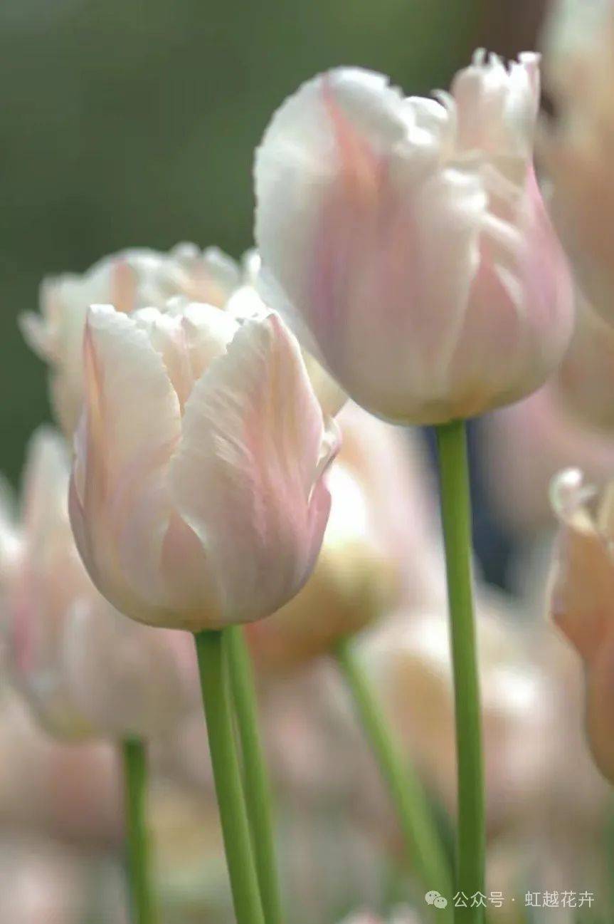 近50个春日郁金香品种图鉴,每一棵都美!翻!天!