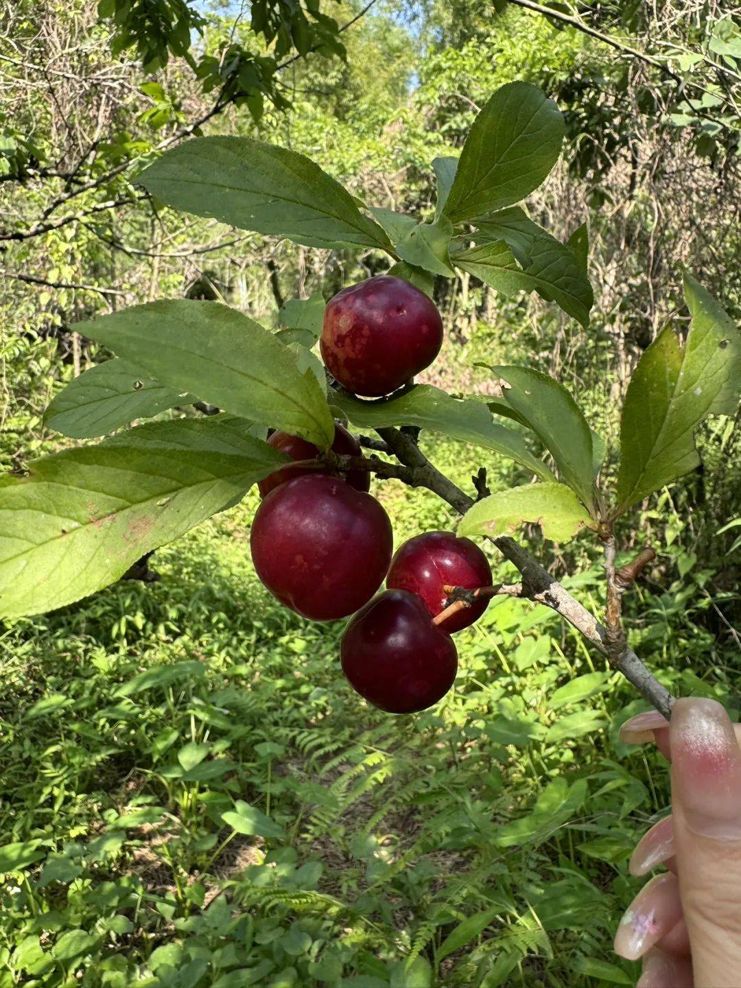 一起摘李子去!_李树_味道_果园