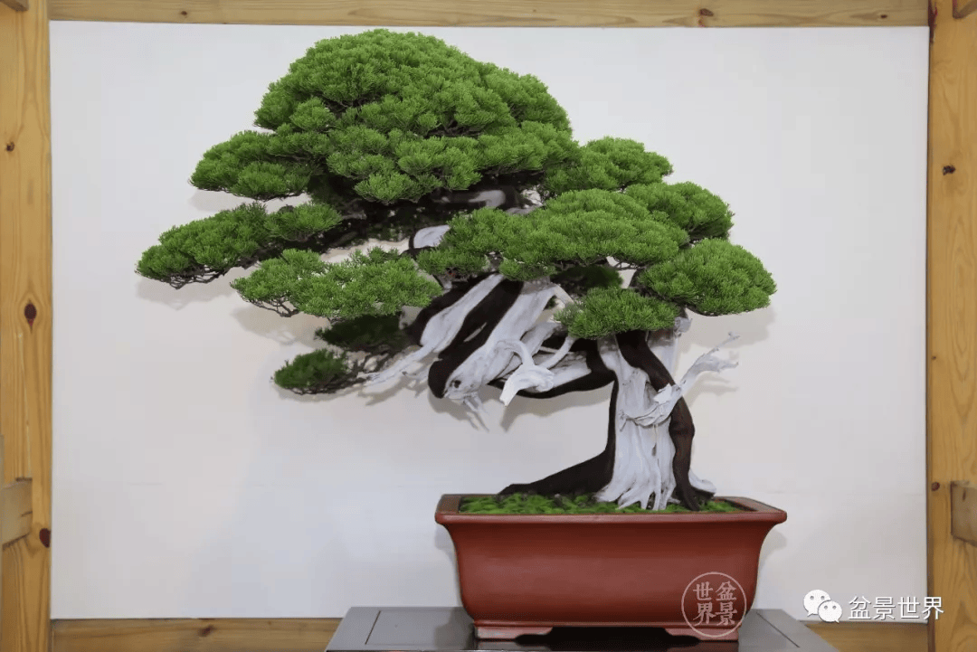 摄于第八届世界盆景大会▲日本加藤三郎遗作《飞龙》真柏属柏科,圆柏