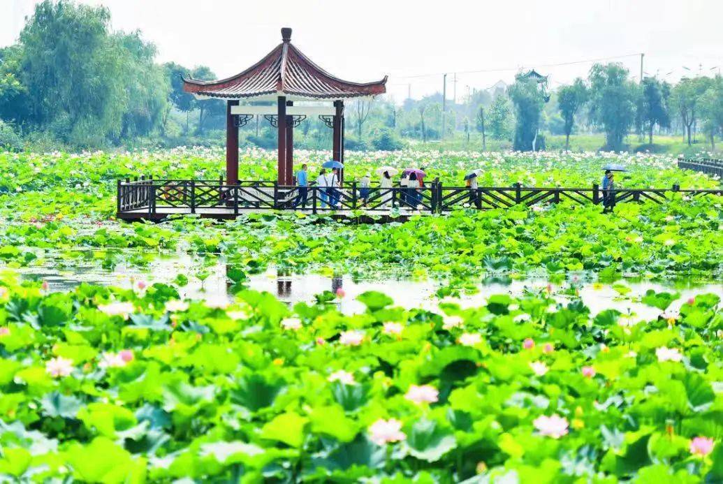 金湖荷花荡:以梦为马,不惧风雨,所行化坦途!_景区_学子_金榜题名