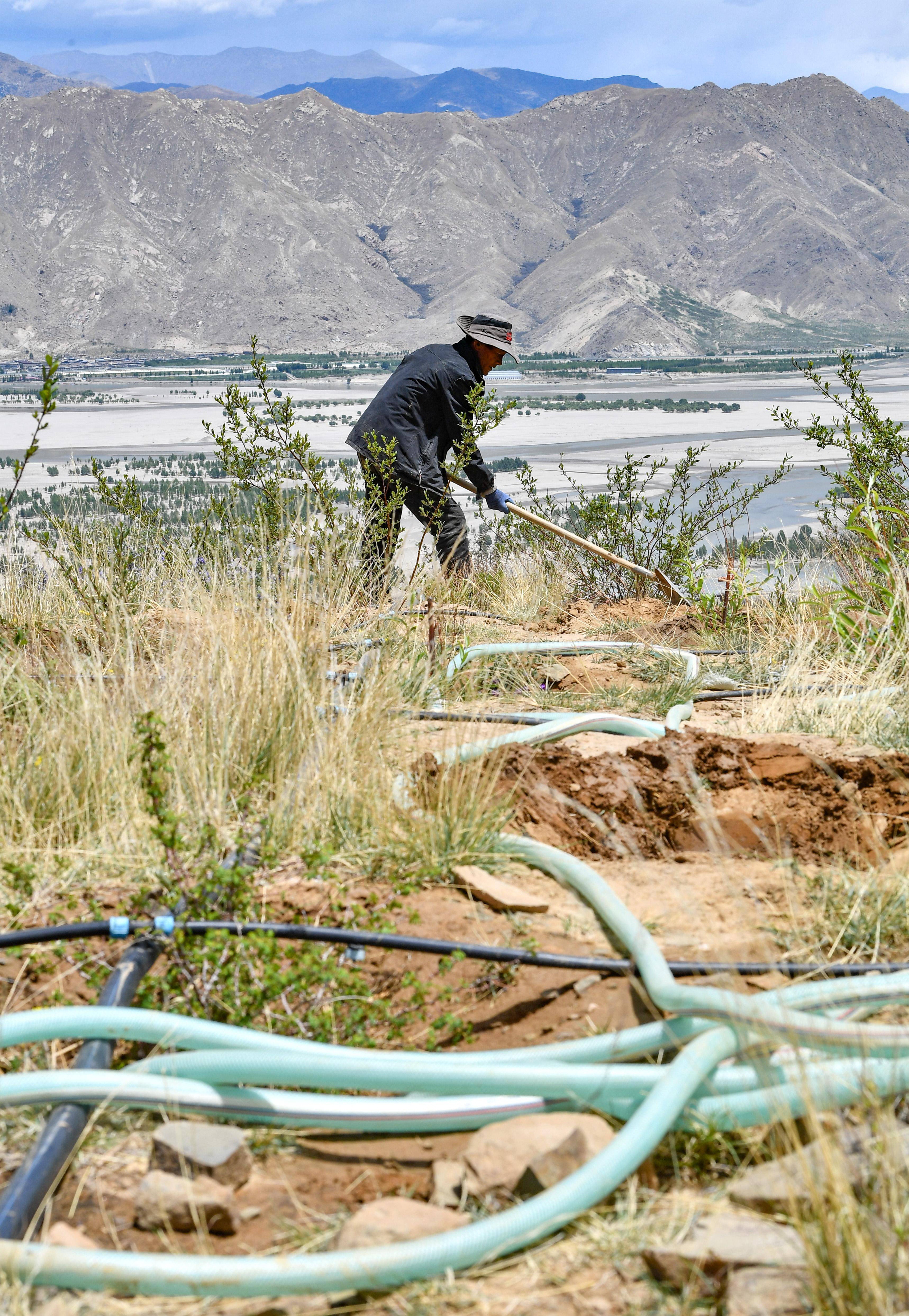 拉萨南北山绿化工程完成营造林近40万亩