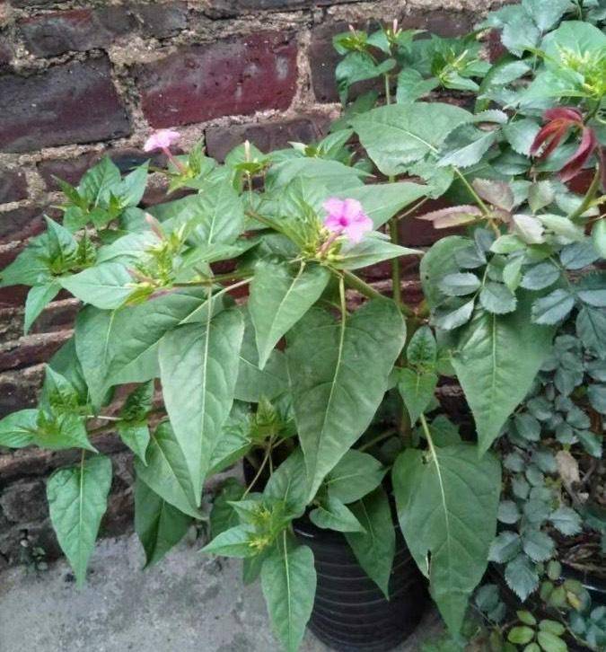 3种"名字老土"的花,耐热耐晒好养花量大,也是很美的