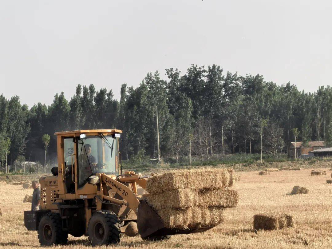 牡丹区沙土镇:秸秆回收再利用 "变废为宝"增效益_小麦_种养_农业