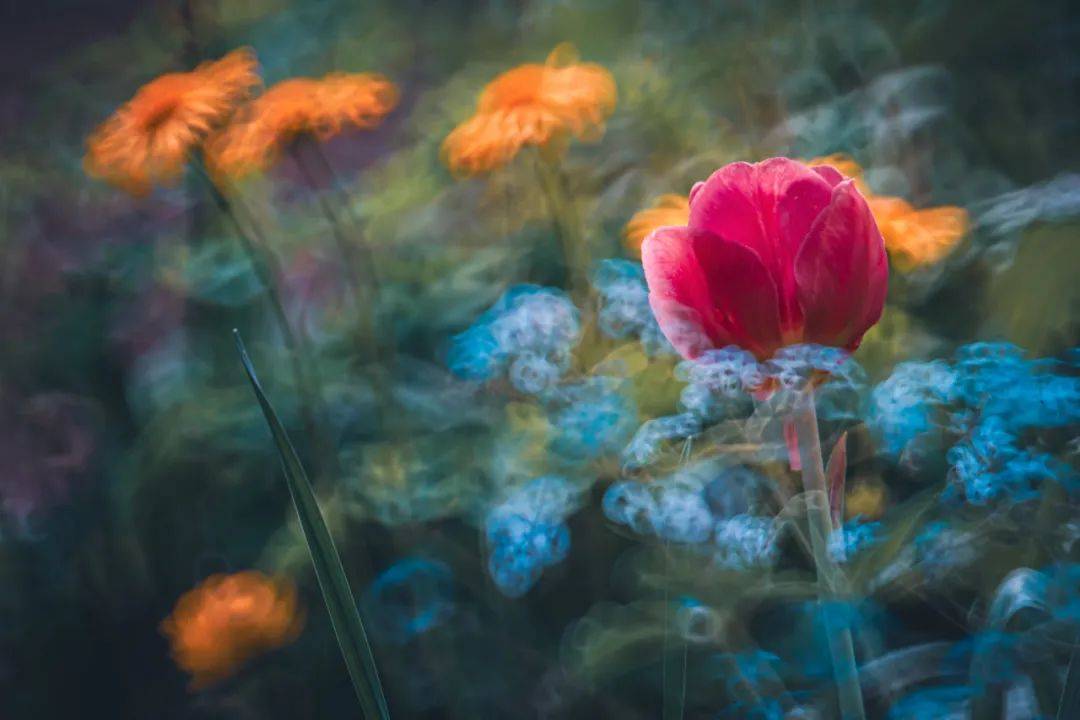 "最会拍花的摄影师",波兰花卉艺术家折返镜头作品选