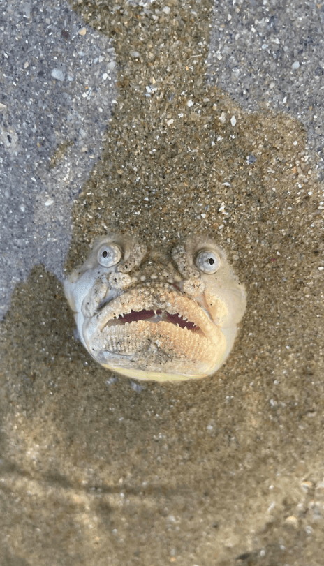 根据《纽约邮报》的报导,这名游客dennis chan在海滩上静静散步时