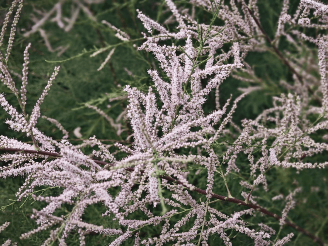 盐碱地的绿色守卫者:柽柳