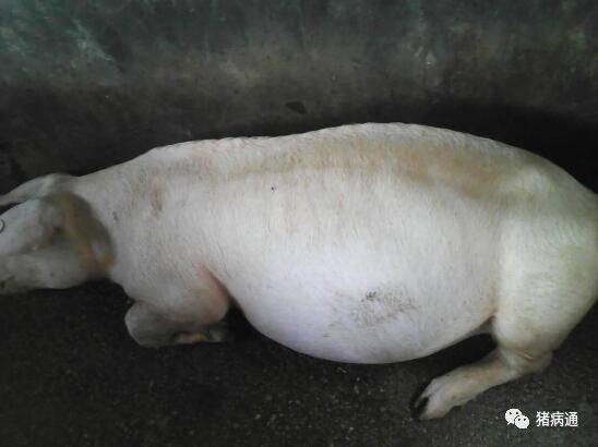 林可霉素在治疗猪病中的这些妙用,用对了就会显奇效!